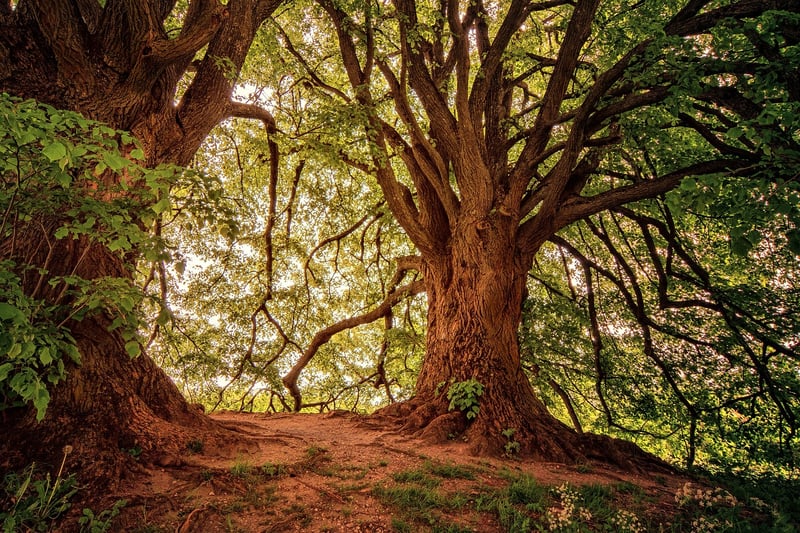Nature's Symphony