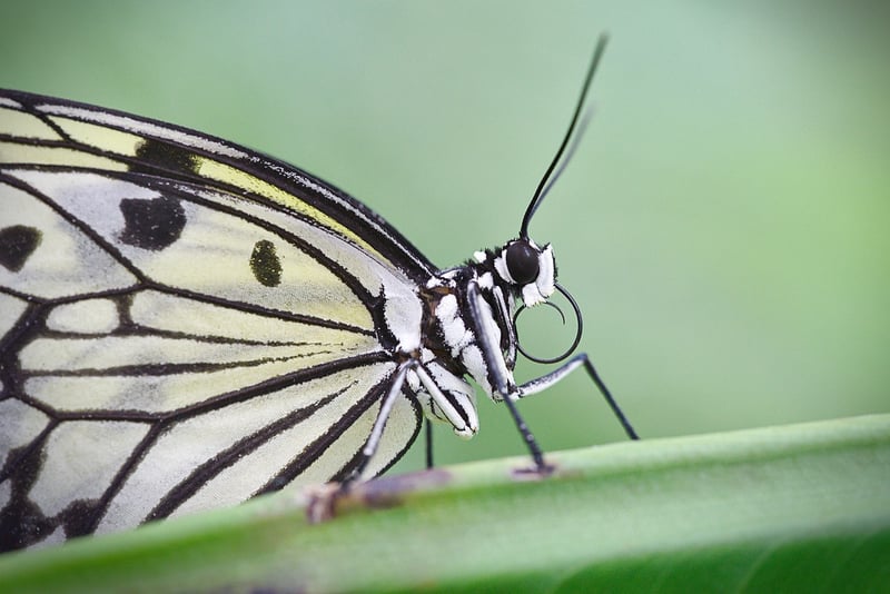 Macro Magic